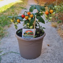 Dwarf rajčat Semena Evita