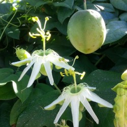 3 Graines SURURUCA (Passiflora setacea)