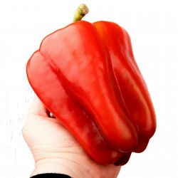 Details about   Bianca F1 Hybrid Sweet Pepper Seeds 
