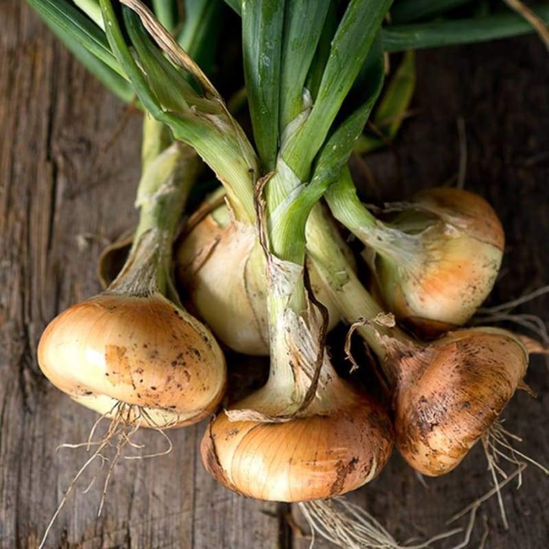 Seminte Bianca di Maggio ceapa | Price: 1,95 € 🌳🌼🌸🌿🌱🍉