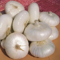 Bianca di Maggio Onion Seeds