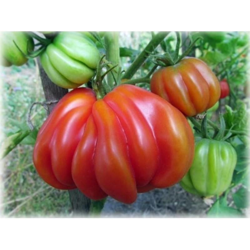 Tlacolula Ribbed Heirloom tomato Seeds | Price: € 1,95 🌳🌼🌸🌿🌱🍉