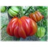 Tlacolula Ribbed Heirloom tomato Seeds | Price: € 1,95 🌳🌼🌸🌿🌱🍉