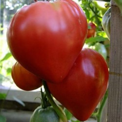 Семена сибирского томатов...