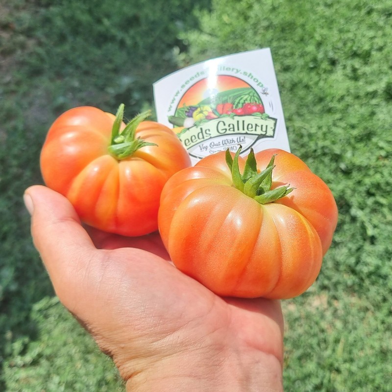 Authentische Muchamiel Tomatensamen | Price: 1,85 € 🌳🌼🌸🌿🌱🍉