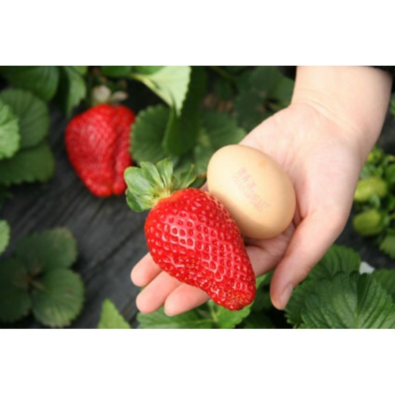 2.85 Semi di Fragola Gigante