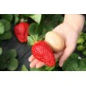 2.85 Semi di Fragola Gigante
