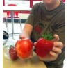 2.85 Semi di Fragola Gigante