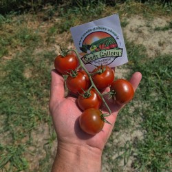 Semena rajčat Campari