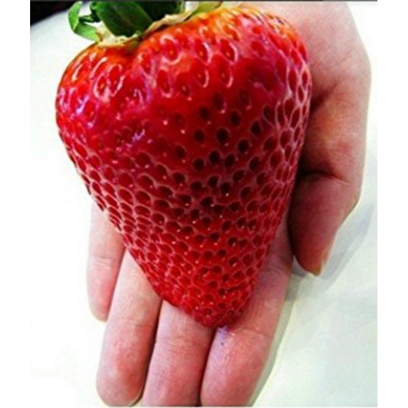2.85 Semi di Fragola Gigante