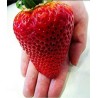 2.85 Semi di Fragola Gigante