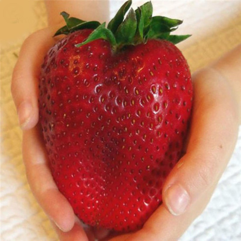 Semi Di Fragola Gigante