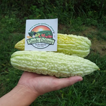 6.5 Semi di Charantea Bianco (Momordica charantia)