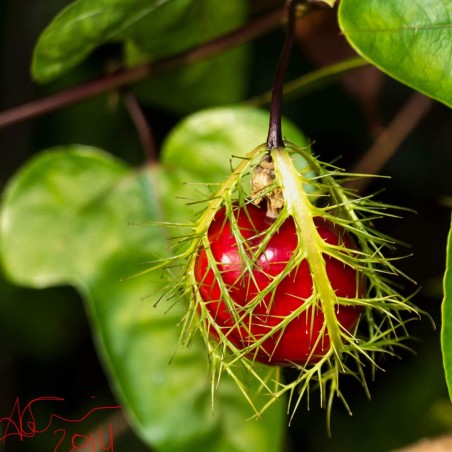 2.35 Graines de Passiflore Fétide, Grenadille-Caméléon (Passiflora foetida)