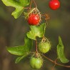 2.35 Mini - Buske Passionsblomssläktet Frö (Passiflora foetida)