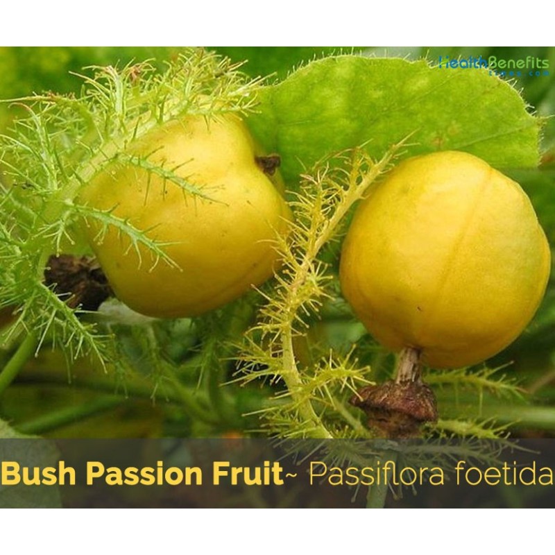 2.35 Mini - Buske Passionsblomssläktet Frö (Passiflora foetida)