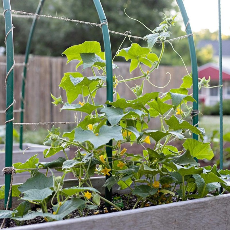 Paris Comissom uborka 400 mag - 3