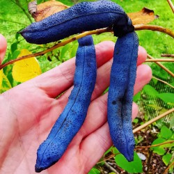 Blue Sausage Seeds Fruit...