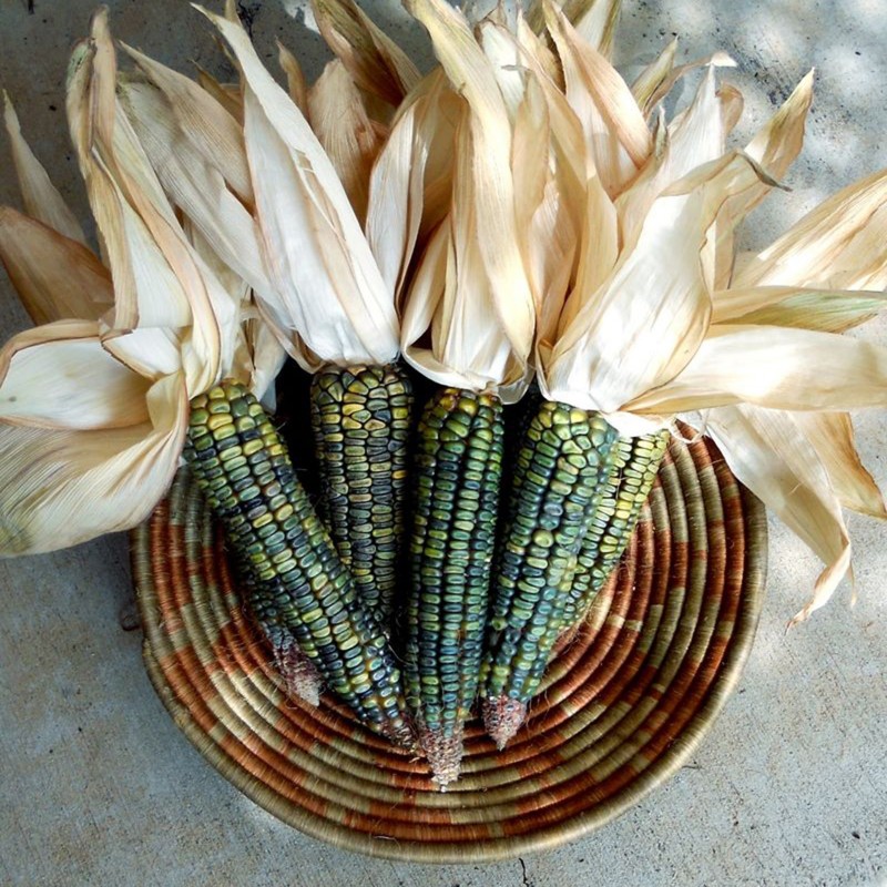 Semillas de Maiz Verde de Oaxaca Precio €1.95