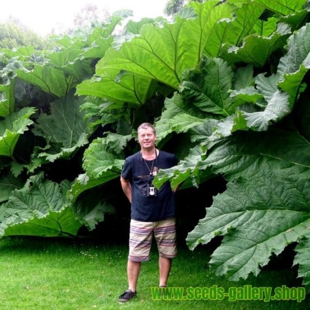 1.95 Semi di Rabarbaro gigante (Gunnera manicata)
