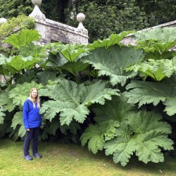 1.95 Semi di Rabarbaro gigante (Gunnera manicata)
