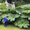 1.95 Semi di Rabarbaro gigante (Gunnera manicata)