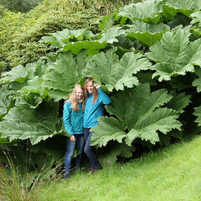 1.95 Semi di Rabarbaro gigante (Gunnera manicata)