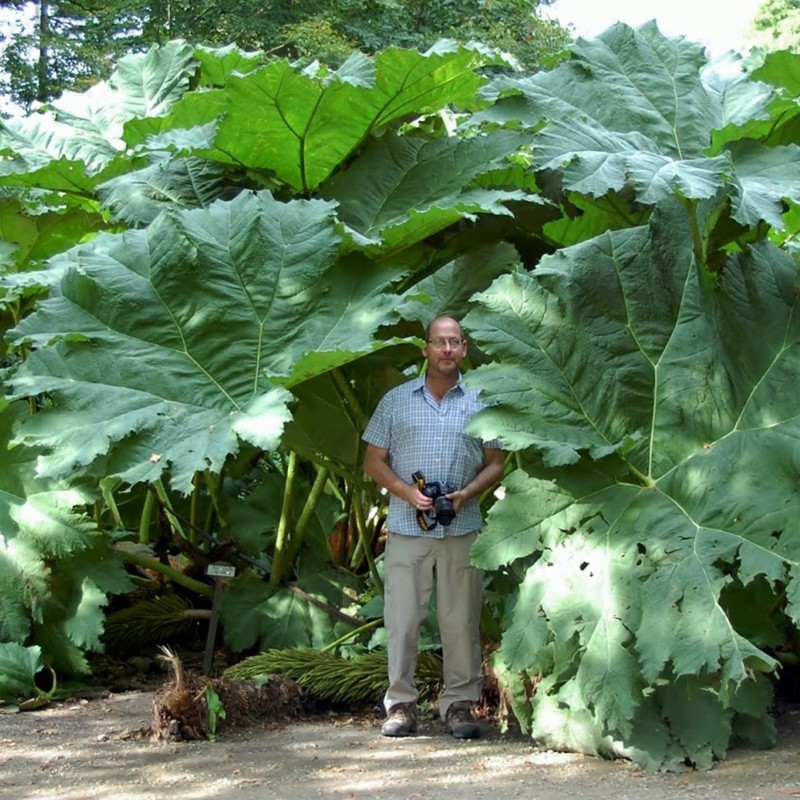 1.95 Semi di Rabarbaro gigante (Gunnera manicata)