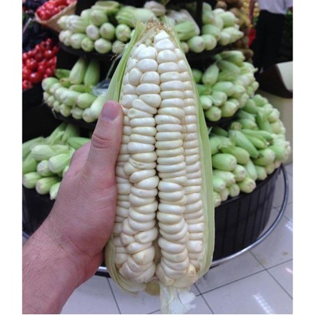 2.25 Semi di mais Gigante Cuzco - Cusco