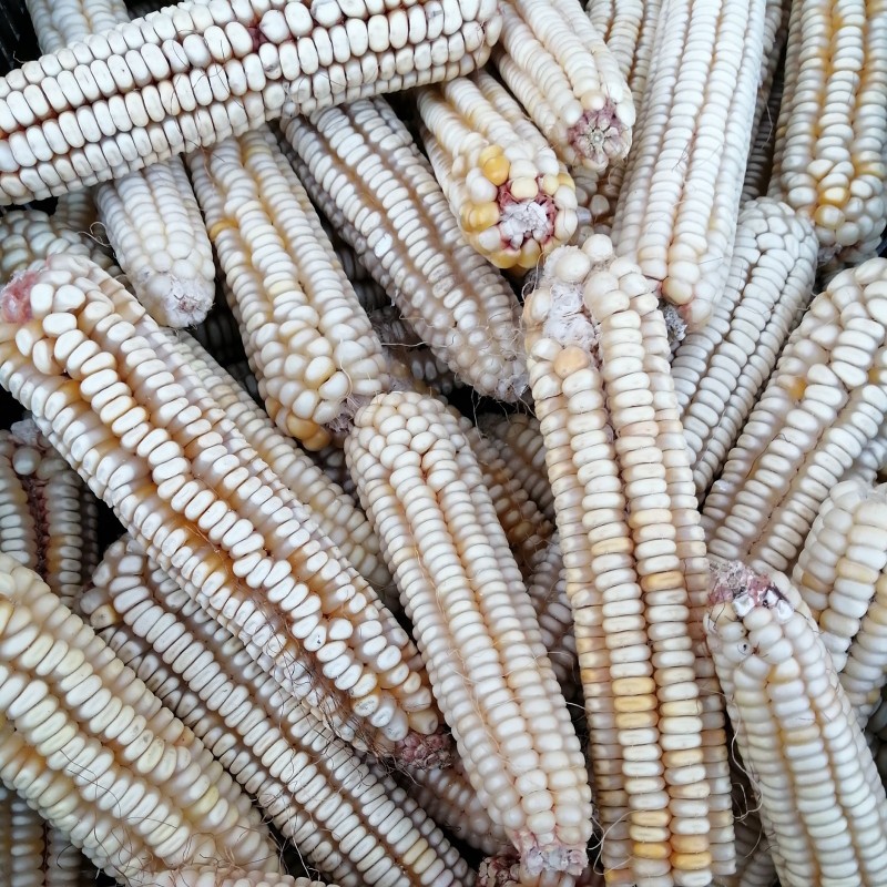 Graines de maïs Osmak (huit rangées) | Price: 2,20 € 🌳🌼🌸🌿🌱🍉