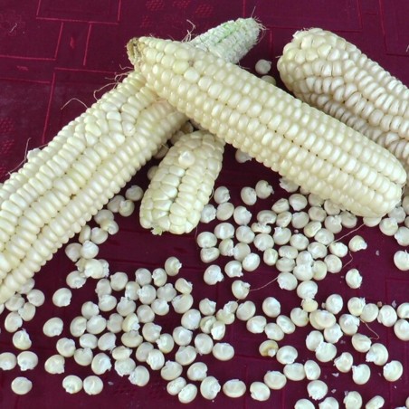 بذور عوسمك الذرة (ثمانية صفوف) | Price: 2.20 € 🌳🌼🌸🌿🌱🍉