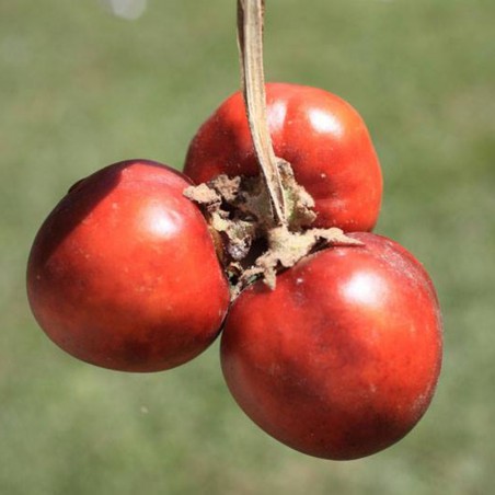 Small Red Cocona Seeds (Solanum sessiliflorum) | Price: β¬2.35 π³πΌπΈπΏπ±π