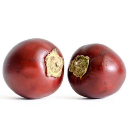 Small Red Cocona Seeds (Solanum sessiliflorum) | Price: β¬2.35 π³πΌπΈπΏπ±π