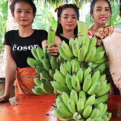 Bornean haarige Bananensamen (Musa hirta)