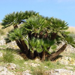 Mediterranean dwarf palm Seeds (Chamaerops humilis)