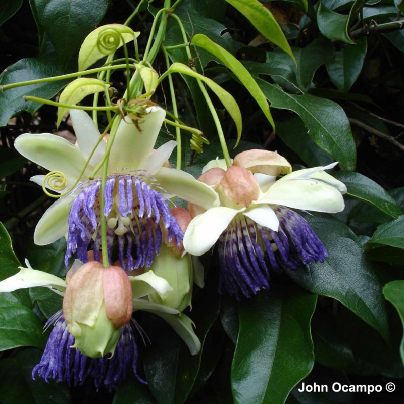 3.15 Sementes de Maracujá Perfeito (Passiflora popenovii)