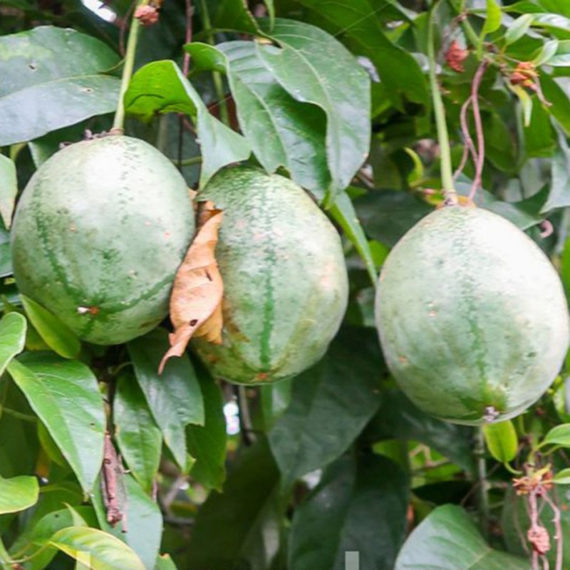 3.15 Sementes de Maracujá Perfeito (Passiflora popenovii)