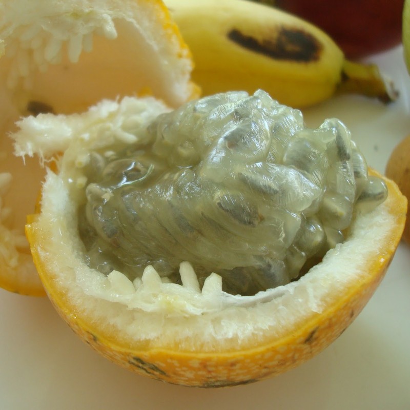 3.15 Semena Perfektní Mučenka (Passiflora popenovii)