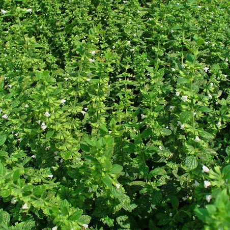 Graines de Mélisse (Melissa Officinalis) | Price: 2,55 € 🌳🌼🌸🌿🌱🍉