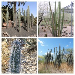 Kaktusz magvak Pachycereus...