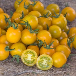 Semillas de Tomate Cereza amarillo GOLDKRONE
