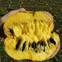 7.5 Semi di pawpaw o paw paw (Asimina triloba)