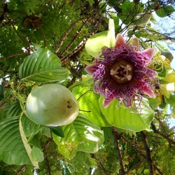 Dev Granadilla Çarkıfelek Tohumlar (Passiflora quadrangularis)