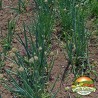 White Lisbon Bunching Onion Seeds (Allium cepa) | Price: 2,20 € 🌳🌼🌸🌿🌱🍉