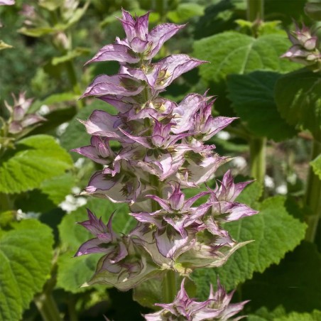 1.95 Clary Sage Seeds