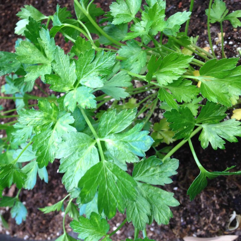 Sementes de Salsa GIGANTE DE NÁPOLES (Petroselinum crispum) | Price: 1,50 € 🌳🌼🌸🌿🌱🍉