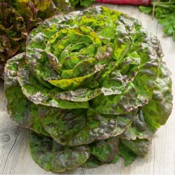 Kopfsalat Brune d´hiver Salat Saatgut Samen Sämereien