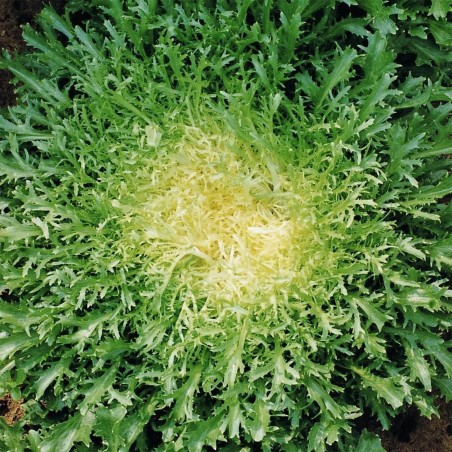 1.65 Endivia ''De Ruffec'' Salatsamen (Cichorium endivia)