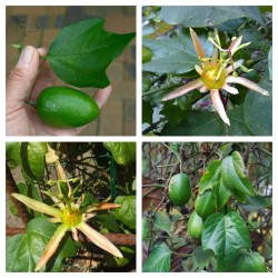 Насіння Passiflora herbertiana