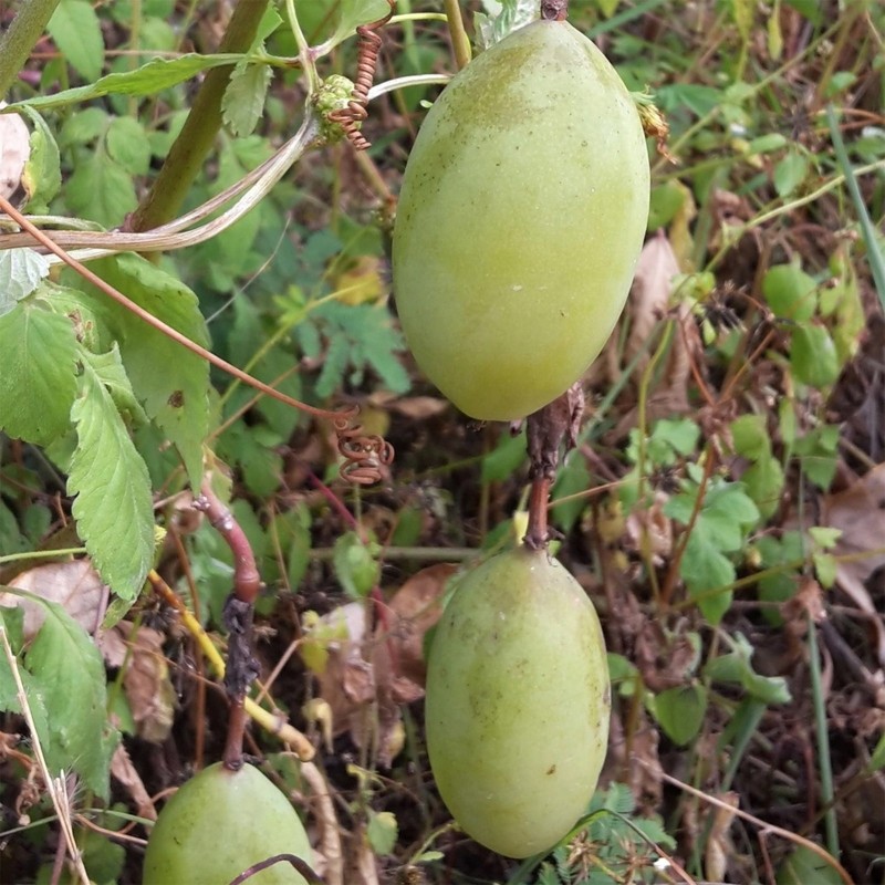 Red Passionflower Seeds (Passiflora manicata)